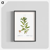 Rhodora, Rhodora Canadensis - Pierre Joseph Redouté Poster.