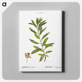 アートパネル-Rhodora, Rhodora Canadensis - ピエール ジョゼフ ルドゥーテ Canvas.