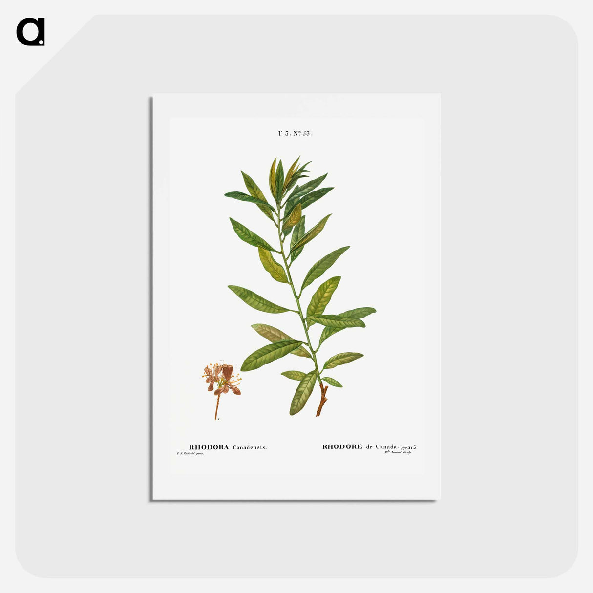 アートポストカード-Rhodora, Rhodora Canadensis - ピエール ジョゼフ ルドゥーテ Postcard.