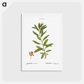 アートポストカード-Rhodora, Rhodora Canadensis - ピエール ジョゼフ ルドゥーテ Postcard.