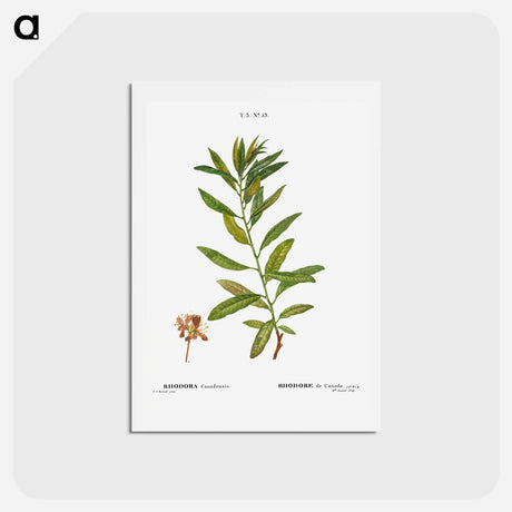 アートポストカード-Rhodora, Rhodora Canadensis - ピエール ジョゼフ ルドゥーテ Postcard.