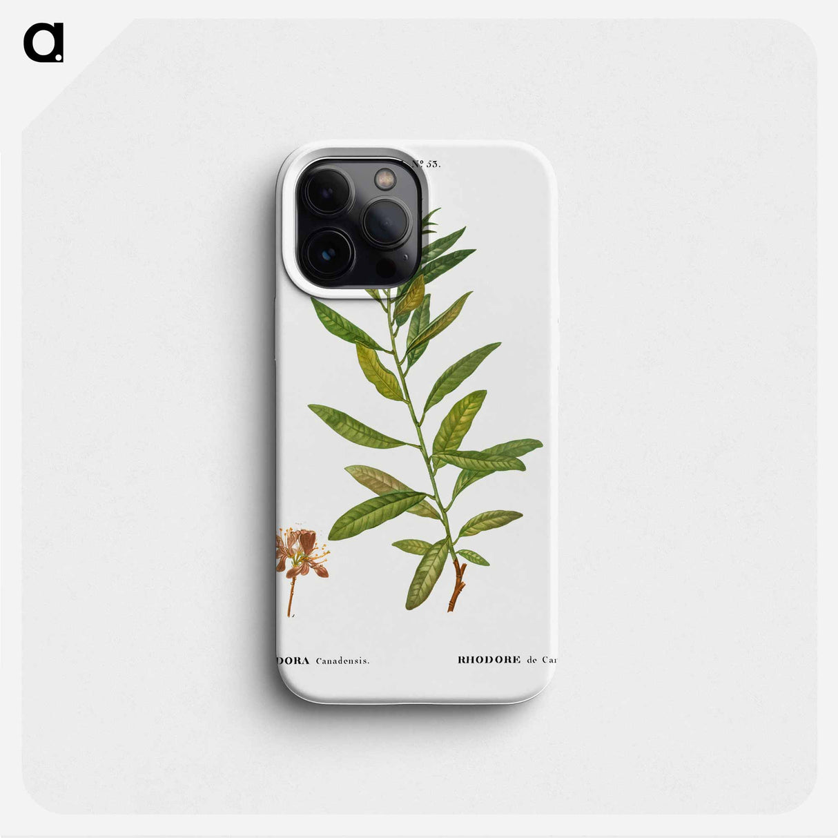 Rhodora, Rhodora Canadensis - ピエール ジョゼフ ルドゥーテ Phone Case.