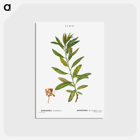 アートポストカード-Rhodora, Rhodora Canadensis - ピエール ジョゼフ ルドゥーテ Postcard.