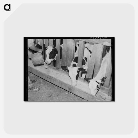アートポストカード-Calves at the Feed Trough
 - ラッセル リー Postcard.