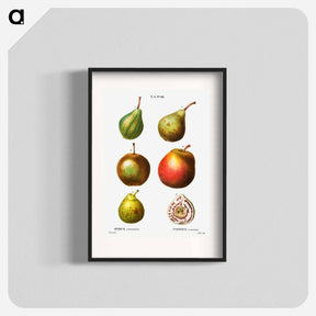 アートポスター-Pear, Pyrus communis - ピエール ジョゼフ ルドゥーテ Poster.