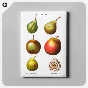 アートパネル-Pear, Pyrus communis - ピエール ジョゼフ ルドゥーテ Canvas.