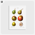 アートポストカード-Pear, Pyrus communis - ピエール ジョゼフ ルドゥーテ Postcard.