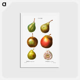アートポストカード-Pear, Pyrus communis - ピエール ジョゼフ ルドゥーテ Postcard.