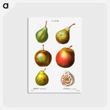 アートポストカード-Pear, Pyrus communis - ピエール ジョゼフ ルドゥーテ Postcard.