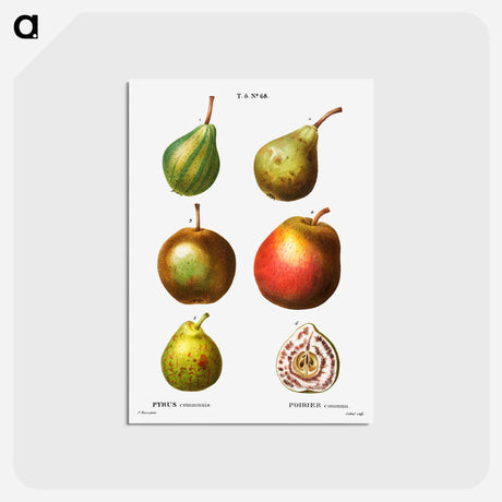 アートポストカード-Pear, Pyrus communis - ピエール ジョゼフ ルドゥーテ Postcard.
