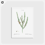 アートポストカード-Tortoise berry, Polygala heisteria - ピエール ジョゼフ ルドゥーテ Postcard.
