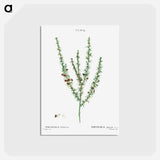 アートポストカード-Tortoise berry, Polygala heisteria - ピエール ジョゼフ ルドゥーテ Postcard.