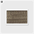 アートポストカード-Animal Locomotion
 - エドワード マイブリッジ Postcard.