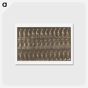アートポストカード-Animal Locomotion
 - エドワード マイブリッジ Postcard.