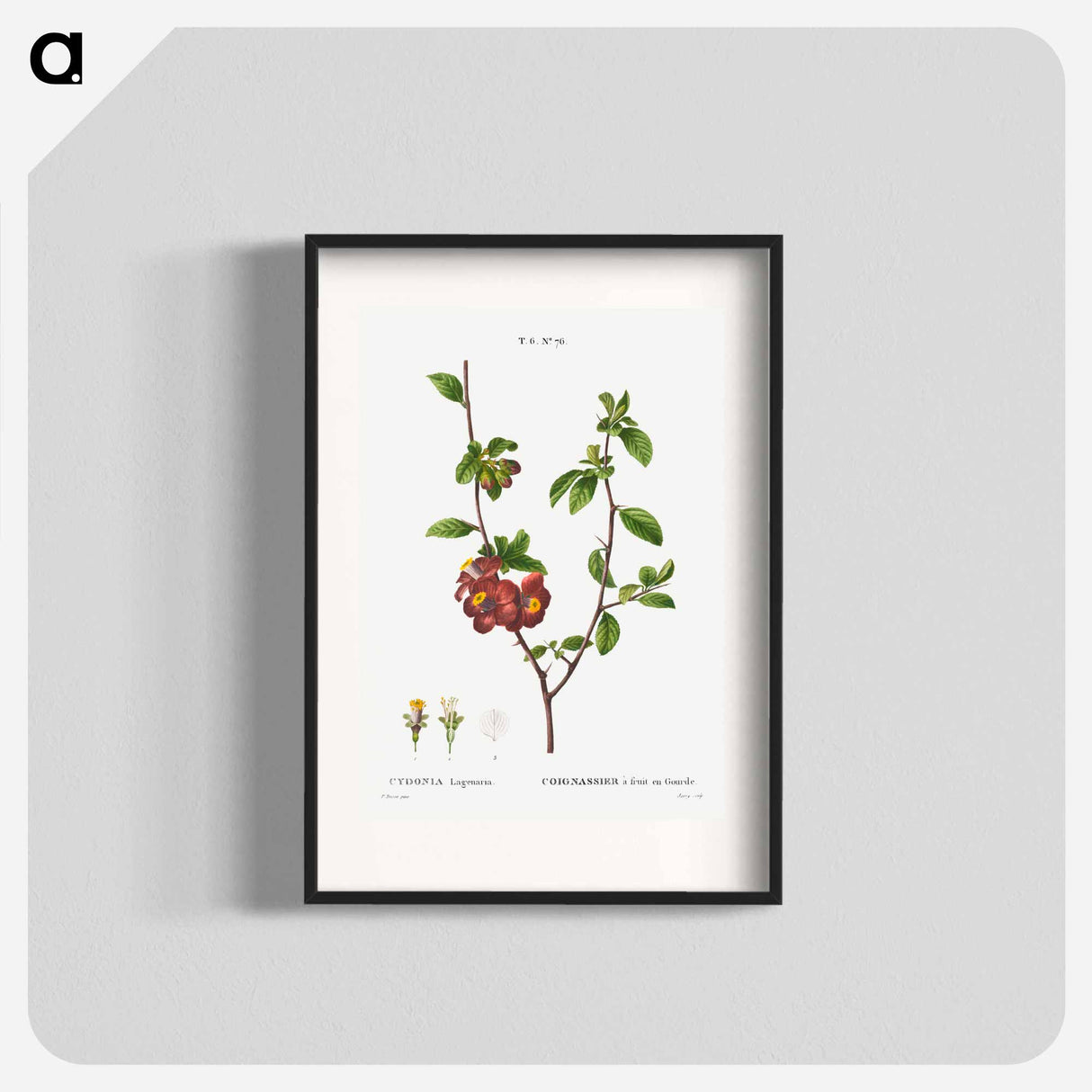 Flowering quince, Cydonia Lagenaria - Pierre Joseph Redouté Poster.