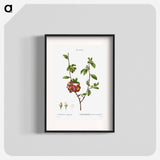 Flowering quince, Cydonia Lagenaria - Pierre Joseph Redouté Poster.
