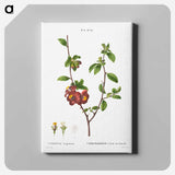 アートパネル-Flowering quince, Cydonia Lagenaria - ピエール ジョゼフ ルドゥーテ Canvas.