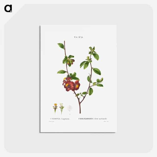 アートポストカード-Flowering quince, Cydonia Lagenaria - ピエール ジョゼフ ルドゥーテ Postcard.