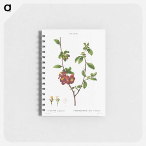 アートメモ帳-Flowering quince, Cydonia Lagenaria - ピエール ジョゼフ ルドゥーテ Memo.