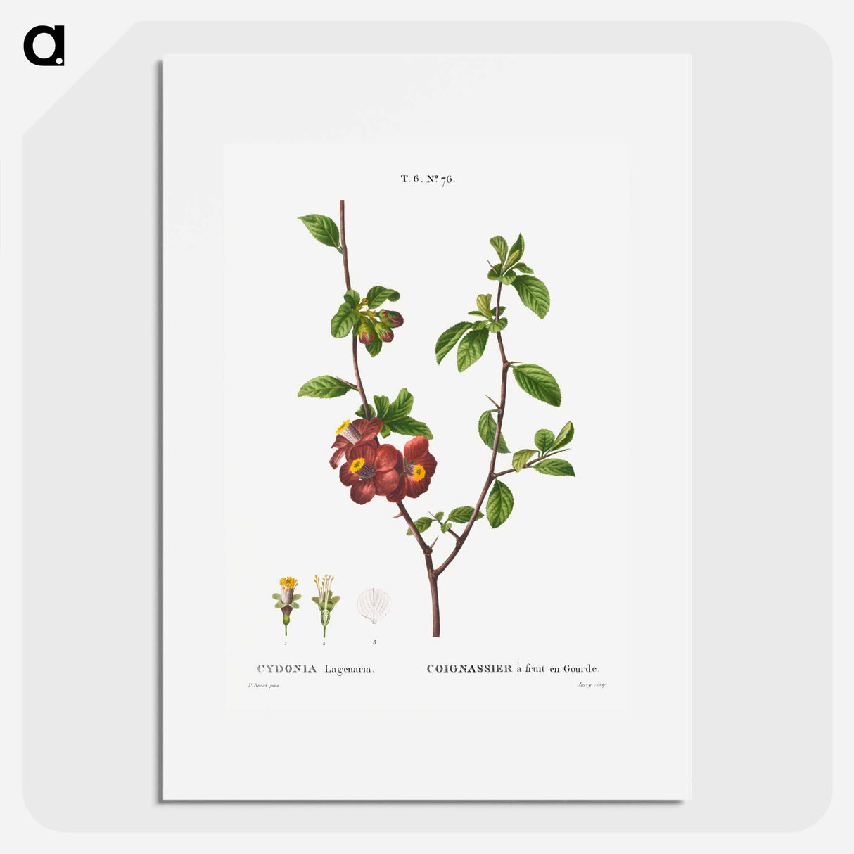 Flowering quince, Cydonia Lagenaria - Pierre Joseph Redouté Poster.