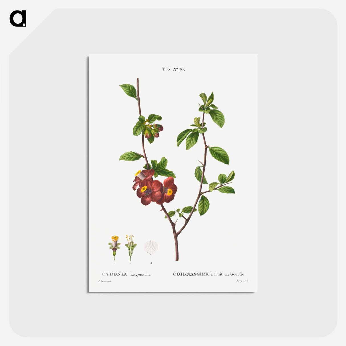 アートポストカード-Flowering quince, Cydonia Lagenaria - ピエール ジョゼフ ルドゥーテ Postcard.