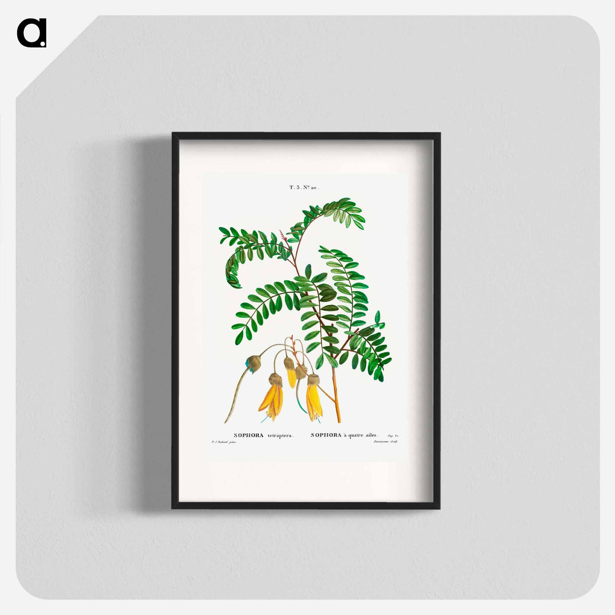 Large-leaved kōwhai - Pierre Joseph Redouté Poster.