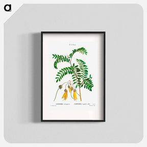 アートポスター-Large-leaved kōwhai - ピエール ジョゼフ ルドゥーテ Poster.