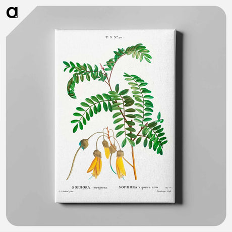 アートパネル-Large-leaved kōwhai - ピエール ジョゼフ ルドゥーテ Canvas.
