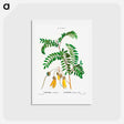 アートポストカード-Large-leaved kōwhai - ピエール ジョゼフ ルドゥーテ Postcard.