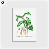 アートポストカード-Large-leaved kōwhai - ピエール ジョゼフ ルドゥーテ Postcard.