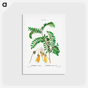 アートポストカード-Large-leaved kōwhai - ピエール ジョゼフ ルドゥーテ Postcard.