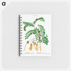 アートメモ帳-Large-leaved kōwhai - ピエール ジョゼフ ルドゥーテ Memo.