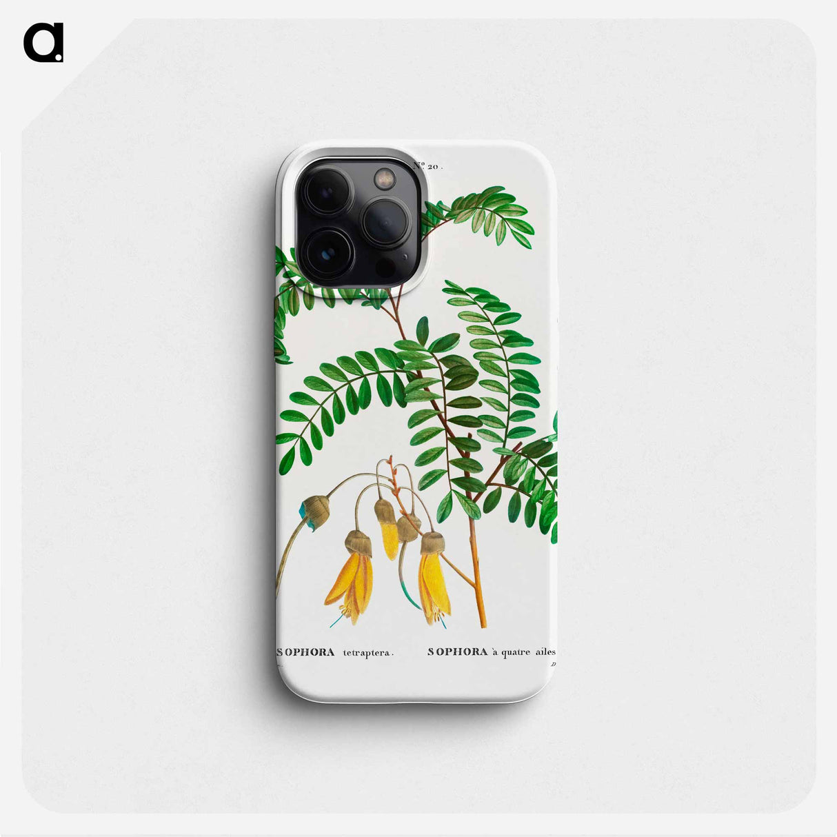 Large-leaved kōwhai - ピエール ジョゼフ ルドゥーテ Phone Case.