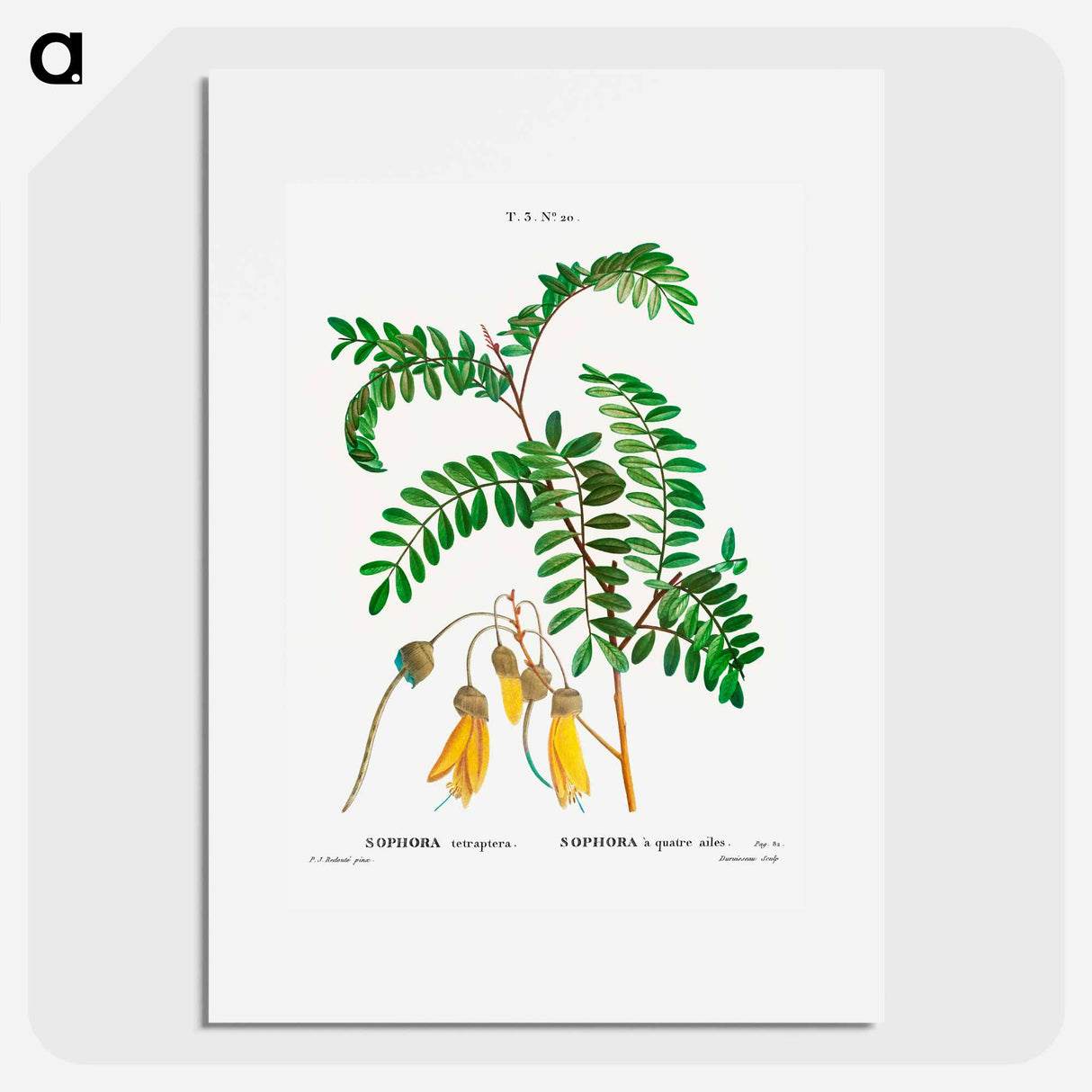 Large-leaved kōwhai - Pierre Joseph Redouté Poster.