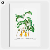 Large-leaved kōwhai - Pierre Joseph Redouté Poster.