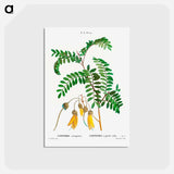 アートポストカード-Large-leaved kōwhai - ピエール ジョゼフ ルドゥーテ Postcard.