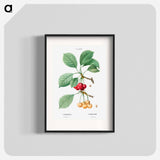Cherry, Cerasus - Pierre Joseph Redouté Poster.