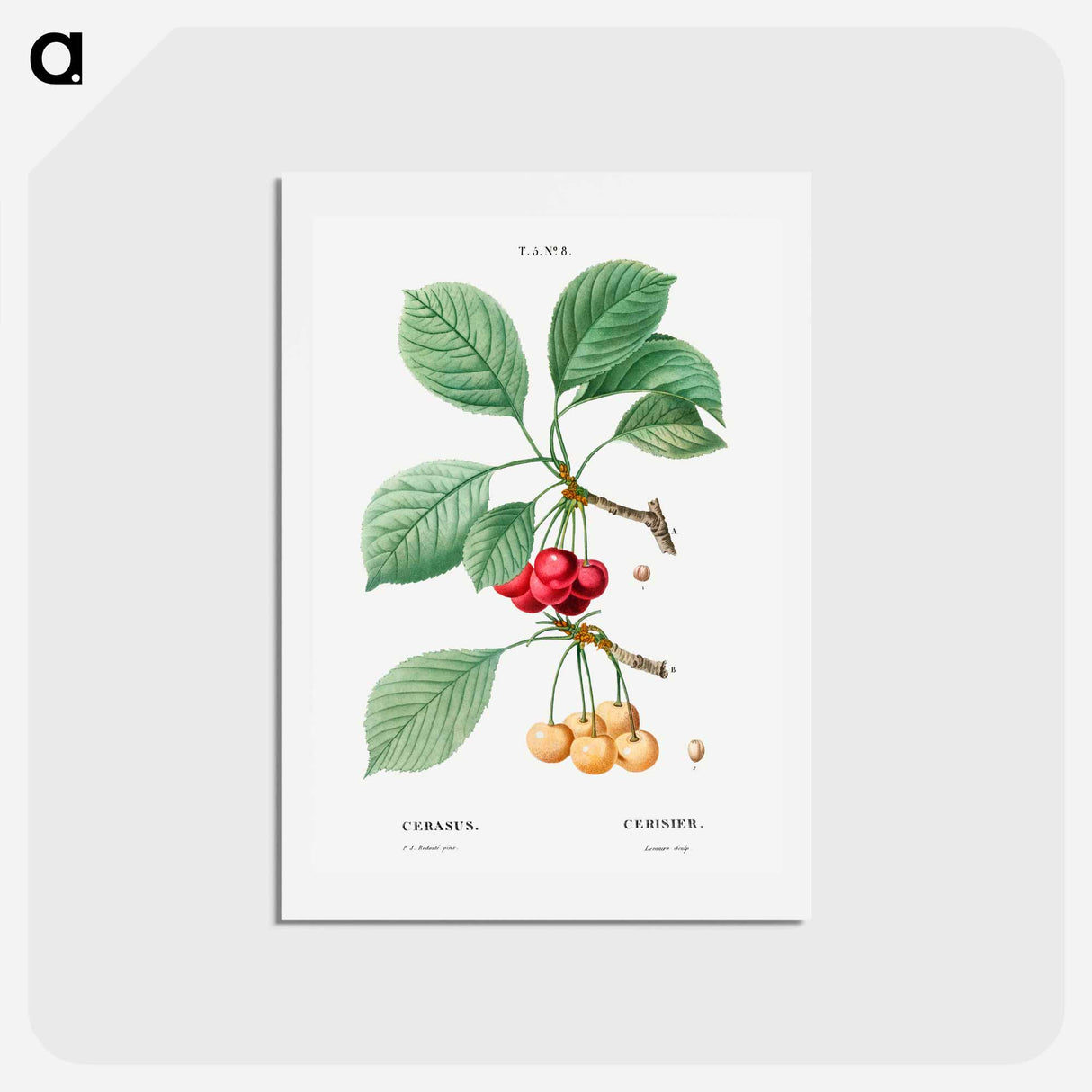 アートポストカード-Cherry, Cerasus - ピエール ジョゼフ ルドゥーテ Postcard.