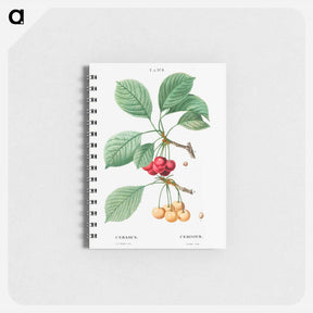 アートメモ帳-Cherry, Cerasus - ピエール ジョゼフ ルドゥーテ Memo.