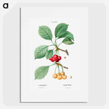 Cherry, Cerasus - Pierre Joseph Redouté Poster.