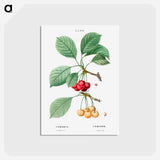 アートポストカード-Cherry, Cerasus - ピエール ジョゼフ ルドゥーテ Postcard.