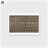 アートポストカード-Animal Locomotion
 - エドワード マイブリッジ Postcard.