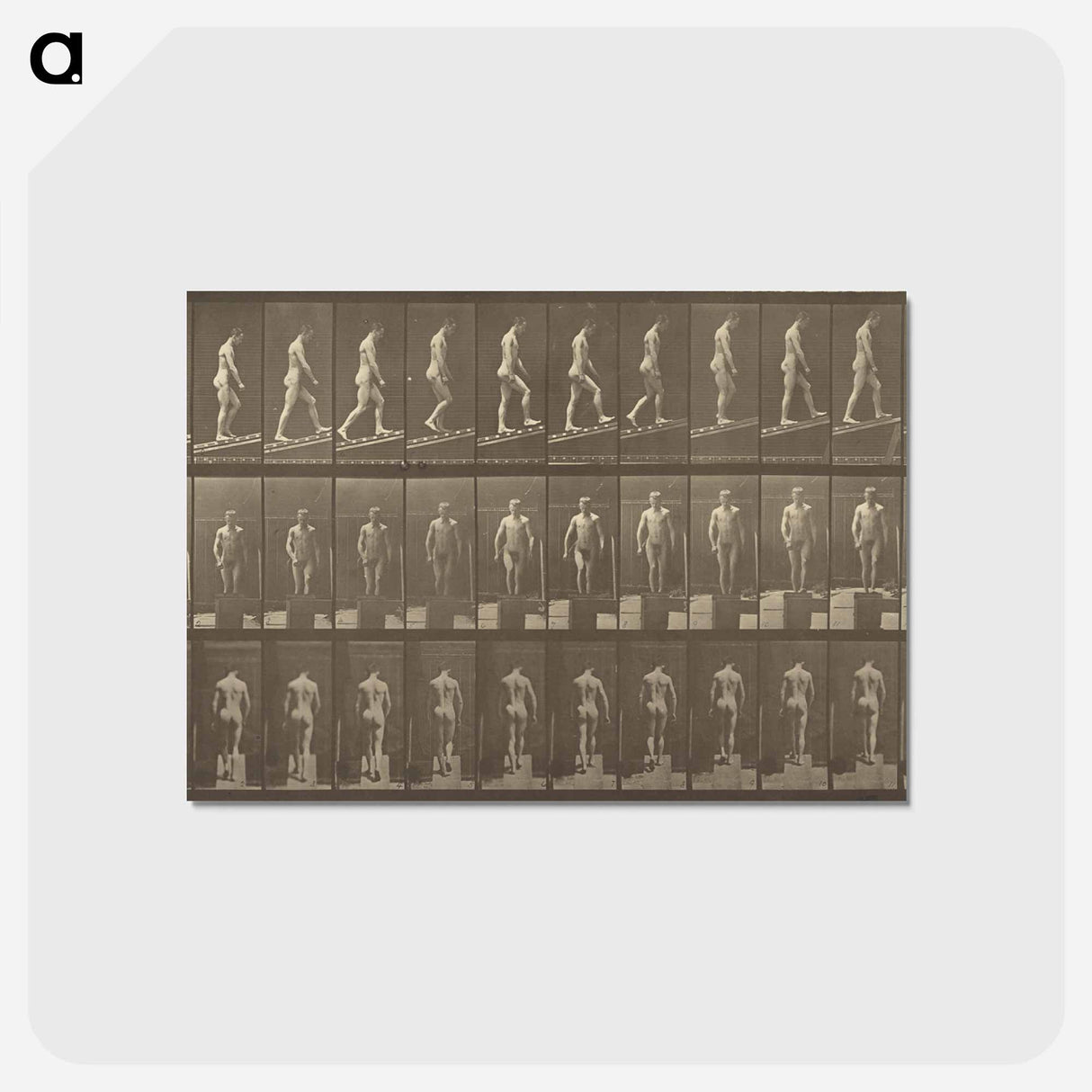 アートポストカード-Animal Locomotion
 - エドワード マイブリッジ Postcard.