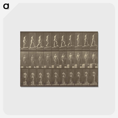 アートポストカード-Animal Locomotion
 - エドワード マイブリッジ Postcard.