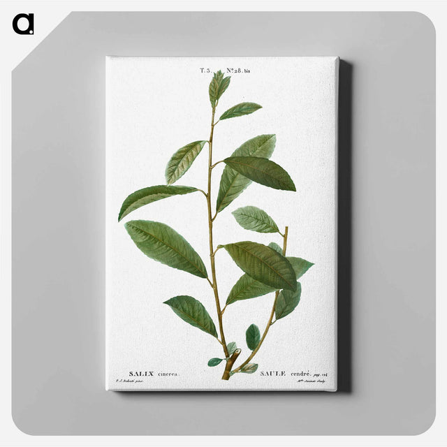 アートパネル-Grey willow - ピエール ジョゼフ ルドゥーテ Canvas.
