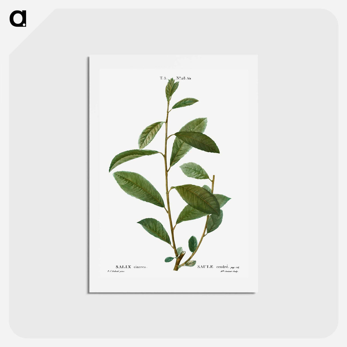 アートポストカード-Grey willow - ピエール ジョゼフ ルドゥーテ Postcard.