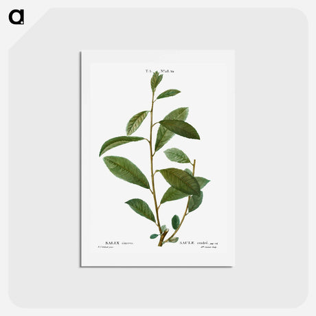 アートポストカード-Grey willow - ピエール ジョゼフ ルドゥーテ Postcard.