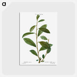 アートポストカード-Grey willow - ピエール ジョゼフ ルドゥーテ Postcard.