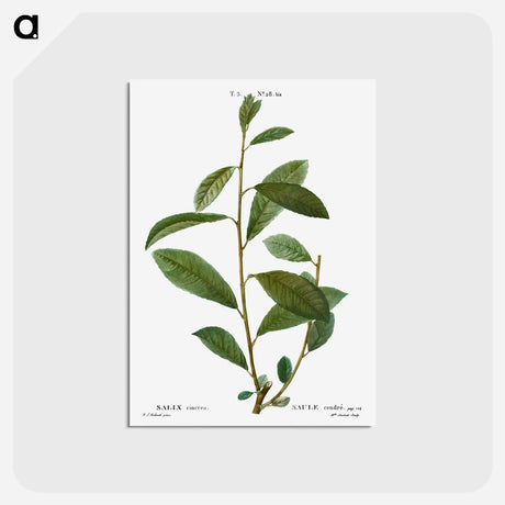アートポストカード-Grey willow - ピエール ジョゼフ ルドゥーテ Postcard.