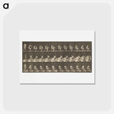 アートポストカード-Animal Locomotion
 - エドワード マイブリッジ Postcard.
